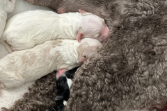 Big White and Girl_9845-scaled