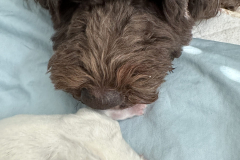 Big White_9853-scaled