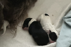 Black and Whites-scaled