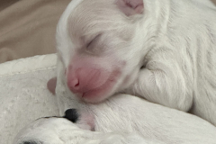 Big White boy-scaled