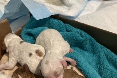 4-Chase-Mostly-white