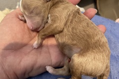 Beautiful-Everest-stillborn-