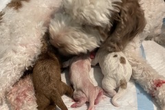 Molly-and-first-3-pups