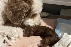 Only-Girl-second-born-Skye