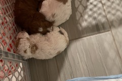 Marshal, Chase and Zuma