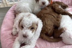 Chase, Marshall, Zuma and Rocky