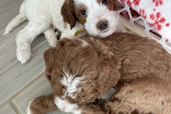 Rubble and Skye 5wks