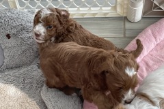 Skye, Zuma, Marshall