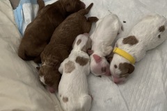 Skye, Zuma, Marshall, Rocky, Rubble