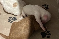 Rocky hanging with one of the Reds