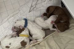 Rubble, Chase, Rocky, Skye