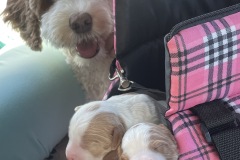 Molly looking for babies