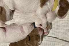 Rubble and Rocky, and Skye