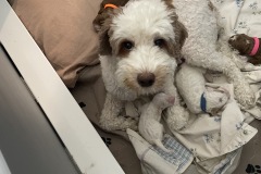 Molly with Rocky and Chase