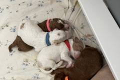 Skye (Pink), Chase (Blue), Marshall (Red), Zuma (Orange)