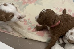 Puppy-Standoff