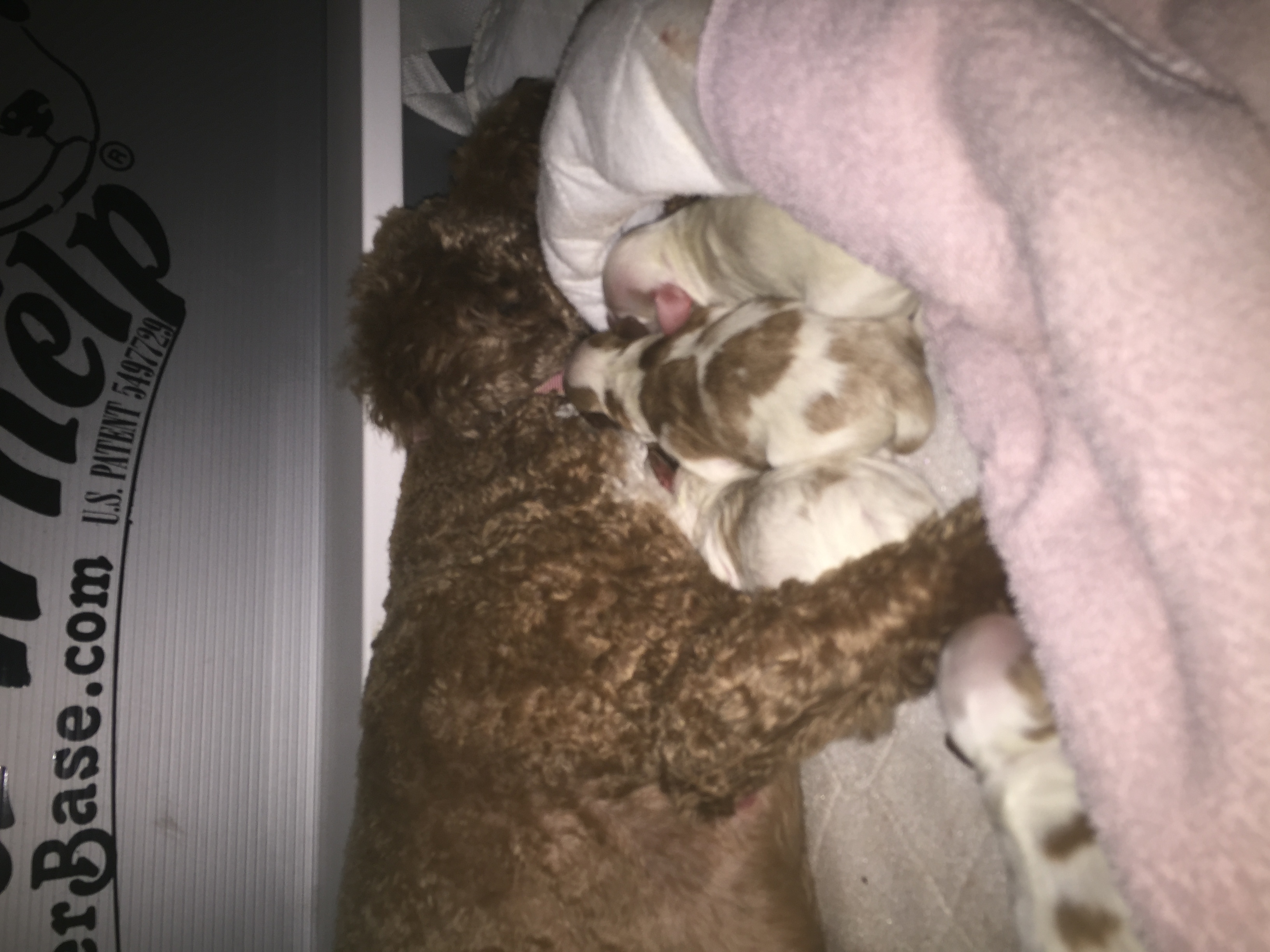 Piper snuggling with babies