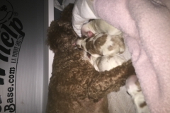 Piper snuggling with babies