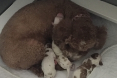 Piper keeping them warm