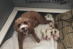 Piper's Little Italy Litter