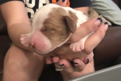 Dante-3 Days old