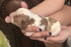 Dante-3 days old