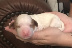Enzo-3 days old