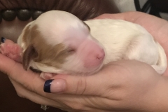 Enzo-3 days old