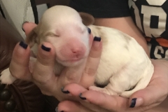 IMG_5523-e1530156339684