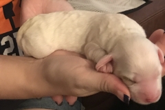 Aria-3 days old