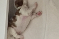 Dante--Big Boy--Week 1