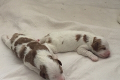 The Boys-Dante and Enzo-Week 1