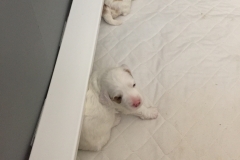 Aria was the first with her eyes opened