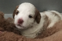 Viviana laying on Piper