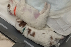 Enzo and Aria-Week 3