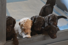 Escape-w-Choc-on-left-copy