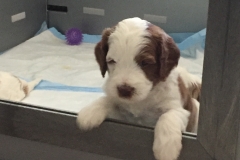 He's the leader to want out...