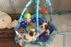 Week 4 moved to new pen