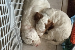 Aria and Enzo--Week 4