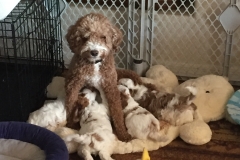 Piper and crew--Week 4