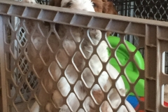 Dante was the first to peek over the pen....