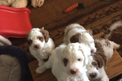 We want out or feed us!