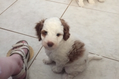 Miss Viviana-6 weeks