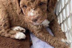Toffee
