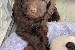 Truffles