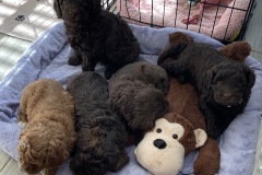 L-R: Toffee, Hershey, Truffles, Missy, Dutch in the back