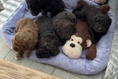 L-R: Toffee,
