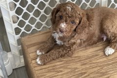 Toffee (Orange Collar-Male)