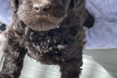 Dutch (Grey collar)
