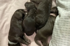 The Chocolates
